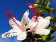 富山県中央植物園のハイビスカス