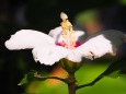 富山県中央植物園のムクゲ