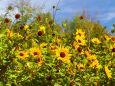 富山県中央植物園のひまわり