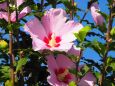 富山県中央植物園のムクゲ