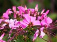 富山県中央植物園のクレオメ