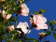 富山県中央植物園のムクゲ