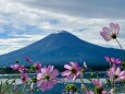 コスモスに初冠雪富士山