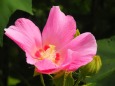 富山県中央植物園の酔芙蓉