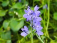 富山県中央植物園のミズアオイ