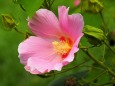 富山県中央植物園の酔芙蓉