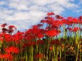 巾着田曼珠沙華公園の彼岸花