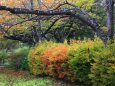 色付き始めた秋の公園