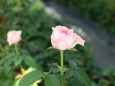 薔薇 ベルフィーダ-1