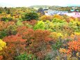 昨日の須川温泉