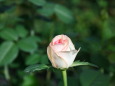 薔薇 ベルフィーダ-8