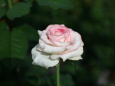 薔薇 ベルフィーダ-9