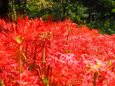 巾着田曼珠沙華公園の彼岸花