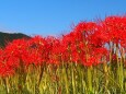 巾着田曼珠沙華公園の彼岸花