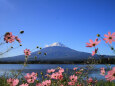 雪の富士山にコスモス