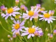 富山県中央植物園のシオン