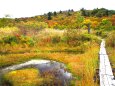 秋のイワカガミ湿原
