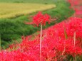 ごんの秋まつりの彼岸花