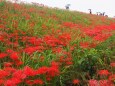 ごんの秋まつりの彼岸花