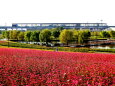 紅い蕎麦の花と筑後船小屋駅