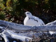 小仙丈ヶ岳の雌雷鳥