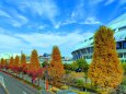 秋の名古屋ドーム