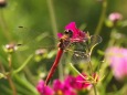 越後丘陵公園のコスモスとトンボ