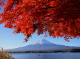 河口湖の紅葉