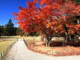 秋の毛越寺