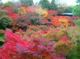 東福寺紅葉