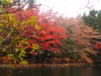 雲場池の紅葉