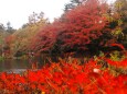 雲場池の紅葉