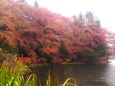 雲場池の紅葉