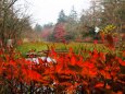 雲場池の紅葉