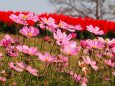 馬見丘陵公園のコスモス