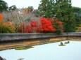 龍安寺紅葉