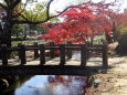 小さな橋と紅葉