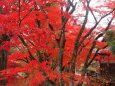 小諸城址公園の紅葉