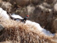 村営白馬小舎の雄雷鳥3