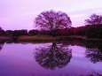 秋の昭和記念公園の夕景