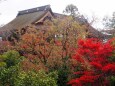 善光寺の紅葉