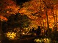 秋の夜の昭和記念公園