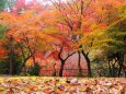 嵐山の紅葉