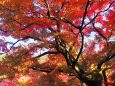 永観堂の紅葉