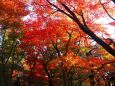 永観堂の紅葉