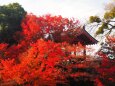 秋の平等院