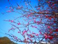 東紀州早咲き梅