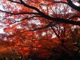 平等院の紅葉