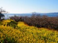 冬の吾妻山公園の風景