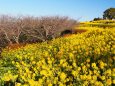 冬の吾妻山公園の風景